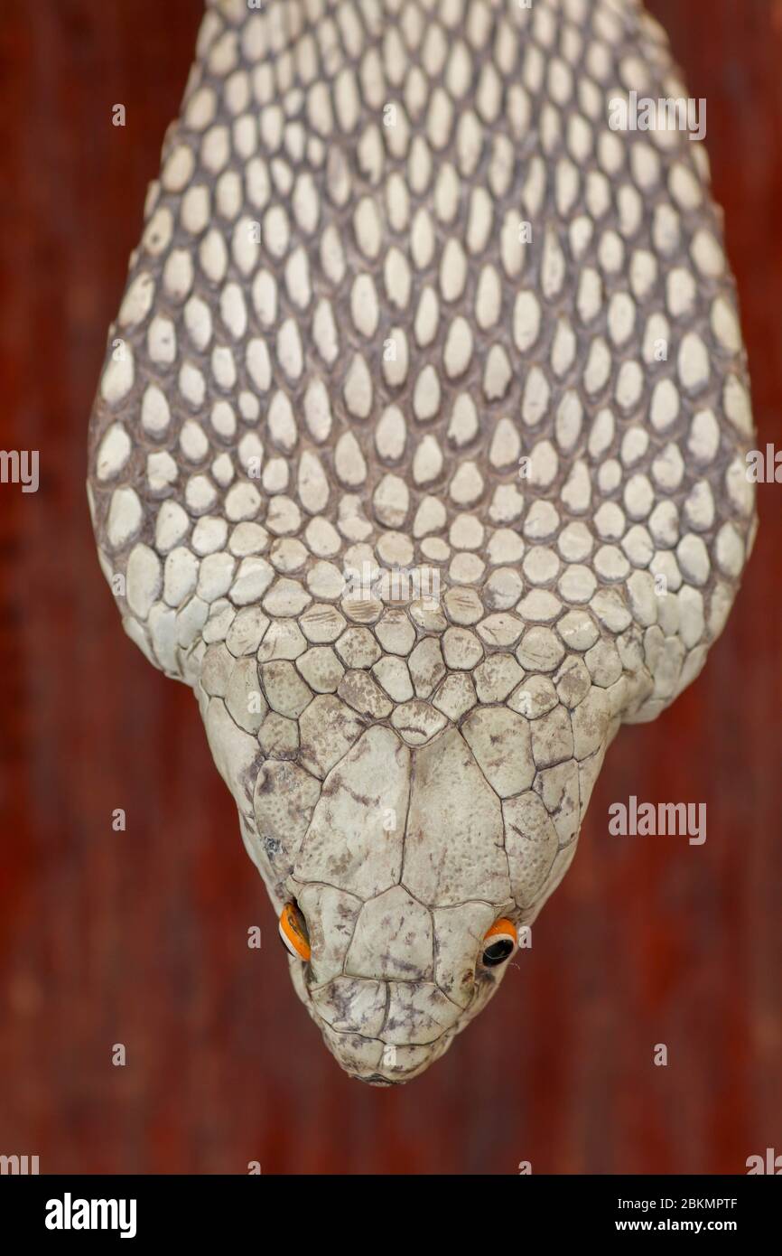 Un capo da vicino di un re Cobra. Pelle conciata di Anna di Ofiofago. Cintura del serpente più velenoso dell'isola di Bali in Indonesia. Prodotto in pelle Foto Stock