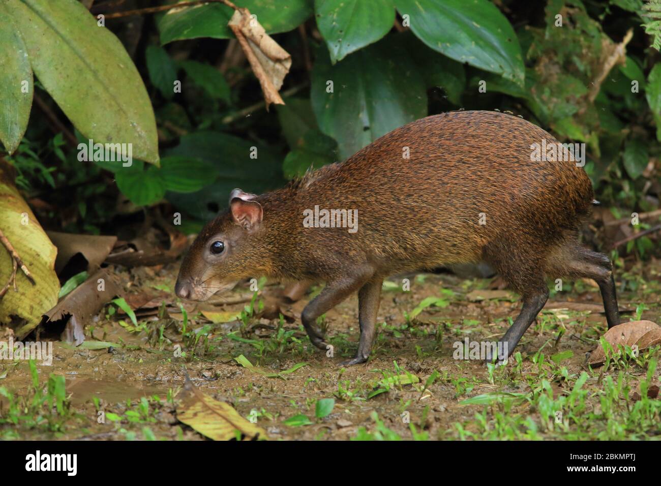 Aguti centro-americani (Dasyprocta puntata) foraging. La foresta pluviale, la Selva Biological Station, Sarapiquí, Caribbean Slope, Costa Rica. Foto Stock