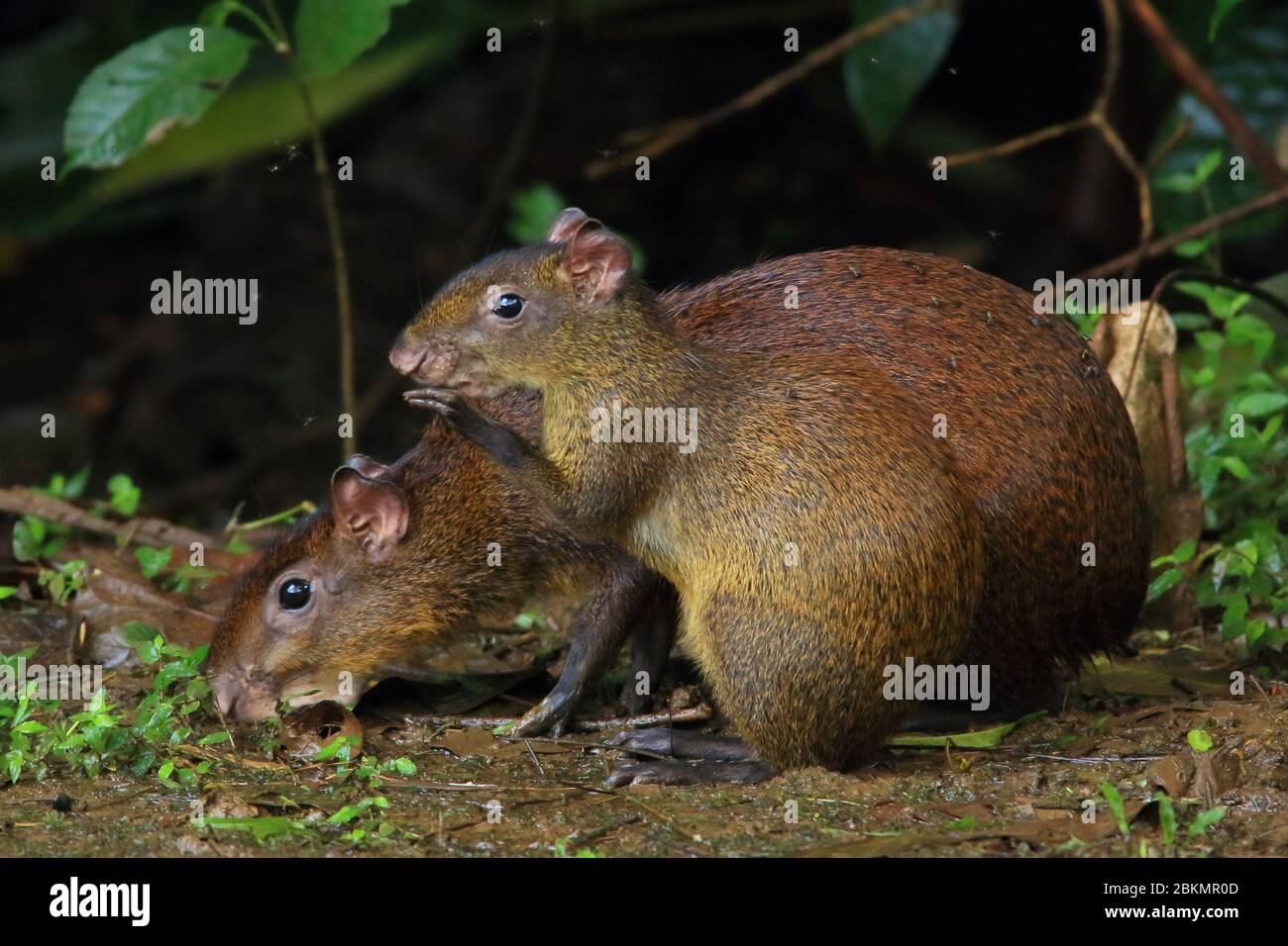 Aguti centramericani (Dasyprocta puntata) foraging femminile e giovanile. La foresta pluviale, la Selva Biological Station, Sarapiquí, slop caraibico Foto Stock