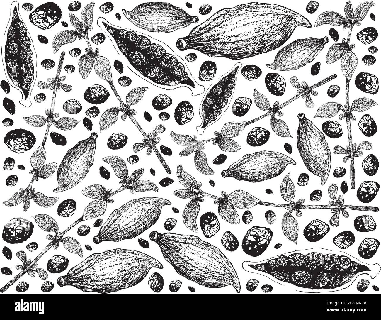Piante di erbe, illustrazione disegnata a mano di Thyme fresco e Cardamom Pod isolati su uno sfondo bianco usato per il condimento in cottura. Illustrazione Vettoriale