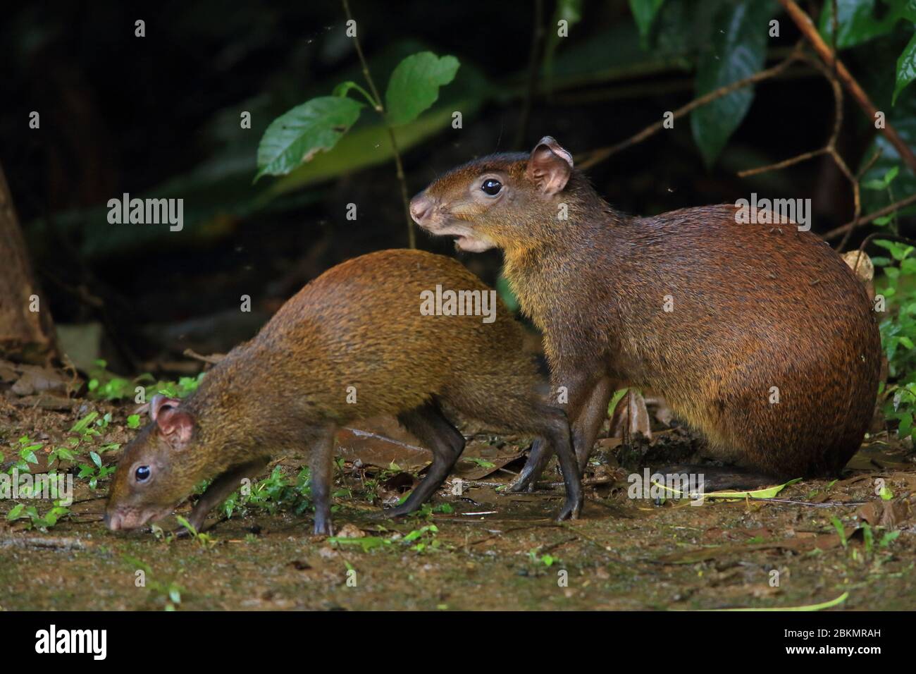 Aguti centramericani (Dasyprocta puntata) foraging femminile e giovanile. La foresta pluviale, la Selva Biological Station, Sarapiquí, slop caraibico Foto Stock