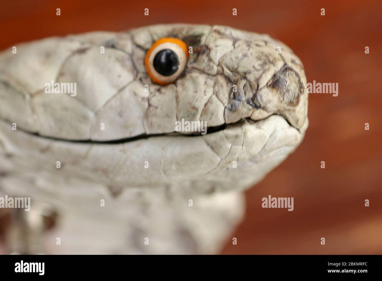 Un capo da vicino di un re Cobra. Pelle conciata di Anna di Ofiofago. Cintura del serpente più velenoso dell'isola di Bali in Indonesia. Prodotto in pelle Foto Stock