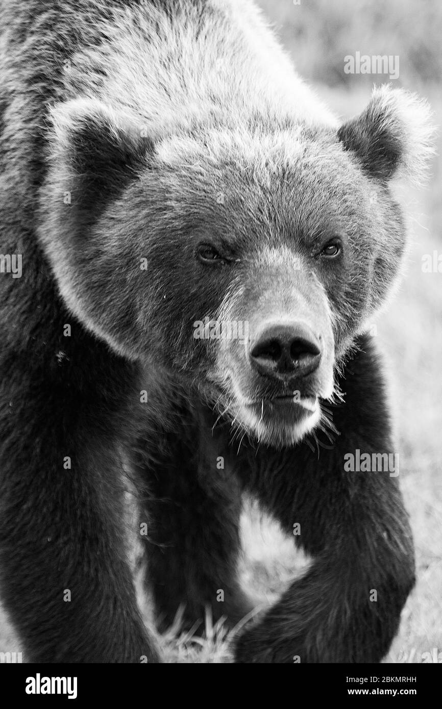 Orso bruno (Ursus arctos) nel lago di Kurile. Kamchatka. Siberia. Russia Foto Stock