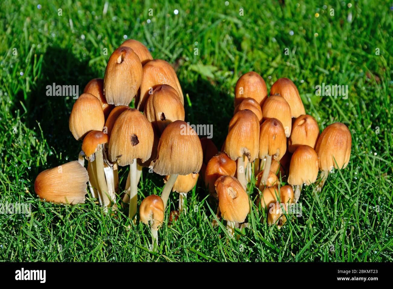 Un gruppo di funghi Inkcap comune che cresce in un prato, Regno Unito Foto Stock
