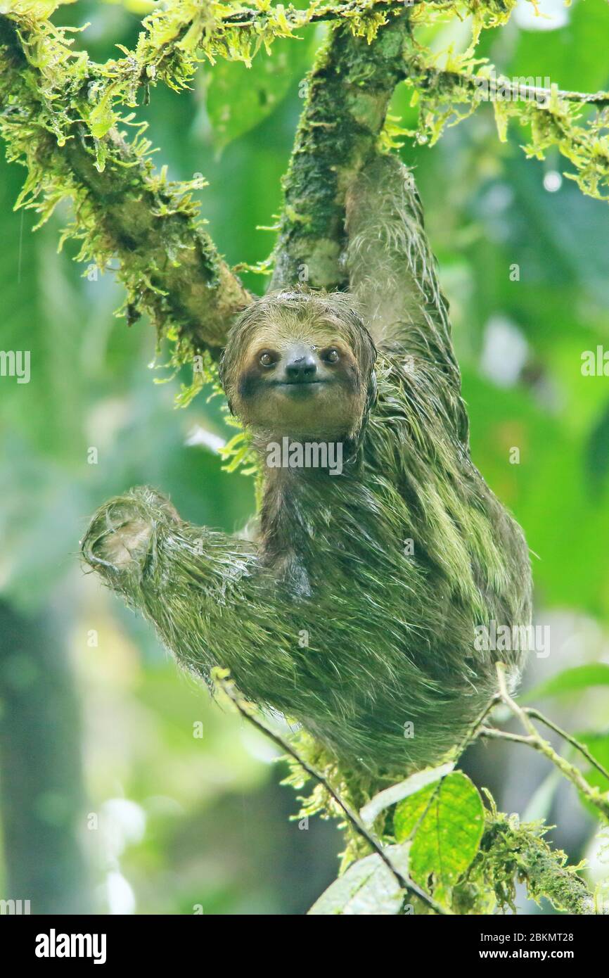 Sloth a tre punte (Brapipus variegatus) nella foresta pluviale, la Selva Biological Station, Sarapiquí, Caribbean Slope, Costa Rica. Foto Stock