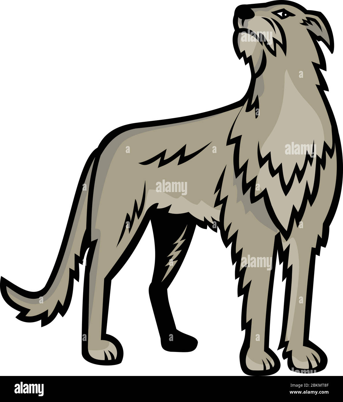 Illustrazione dell'icona della mascotte sportiva di Deerhound scozzese o del Deerhound, una grande razza di tumulo allevato per la caccia di cervi rossi visto di fronte su isolato Illustrazione Vettoriale