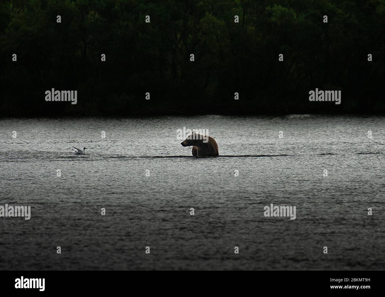 Orso bruno (Ursus arctus) nel lago di Kurile. Kamchatka. Siberia. Russia Foto Stock