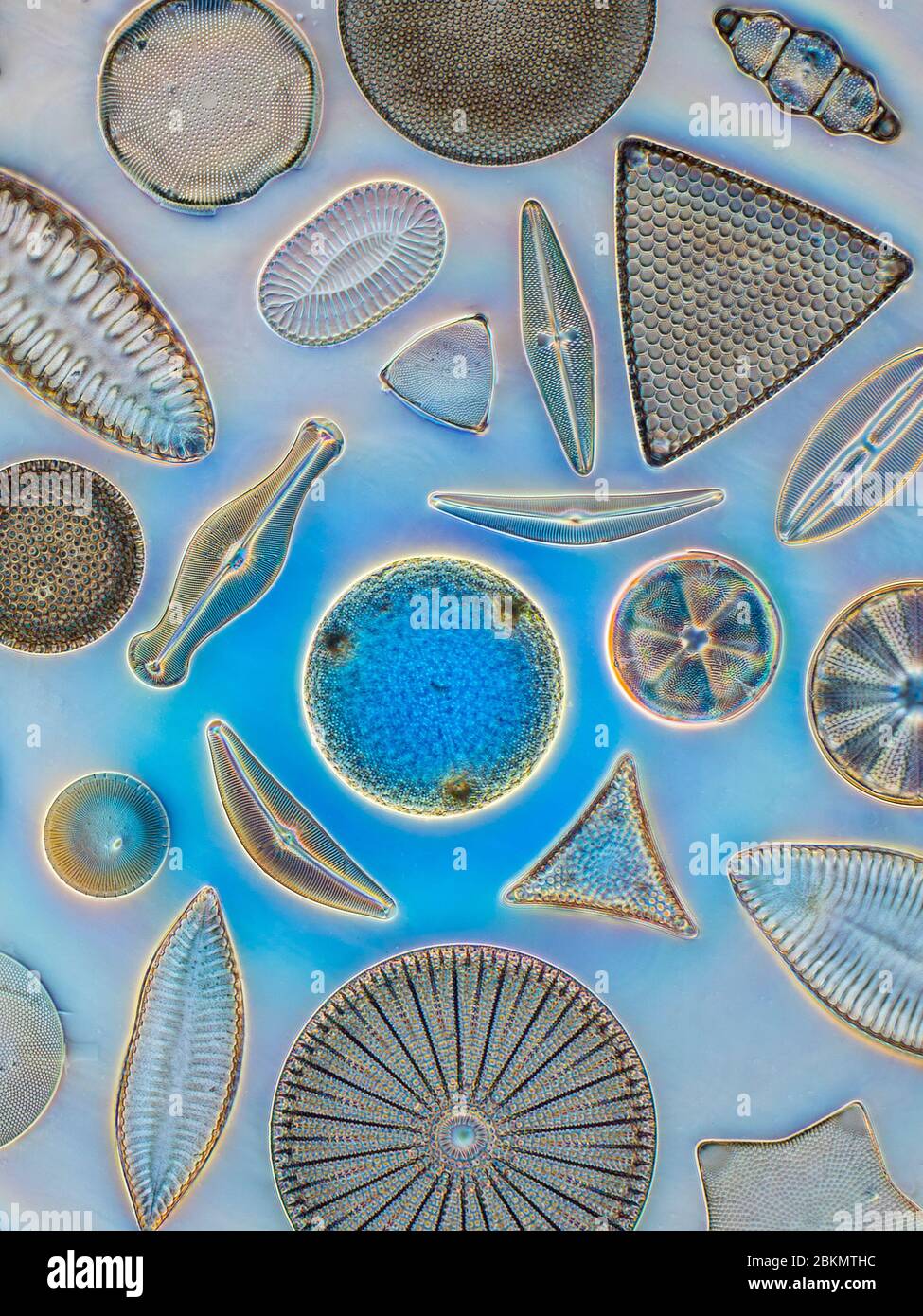 Ricca selezione di specie di diatomee, campo oscuro fotomicrografia Foto Stock