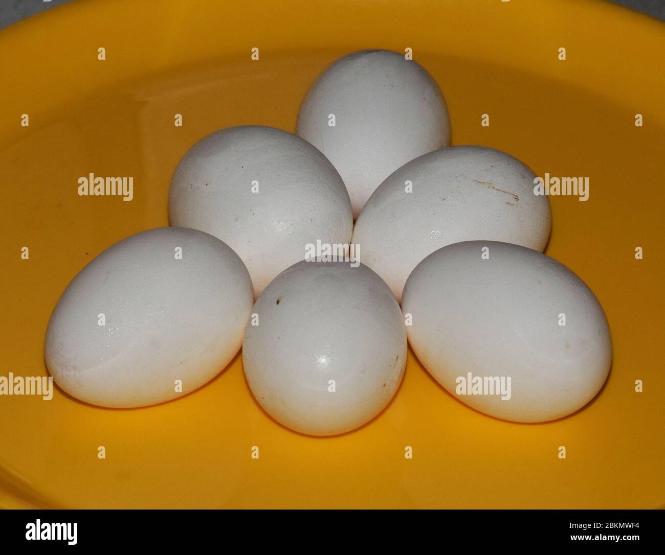 Primo piano di mezza dozzina di uova di pollame bianco Hen chiamato anche Murgi KE ande in Hindi Foto Stock