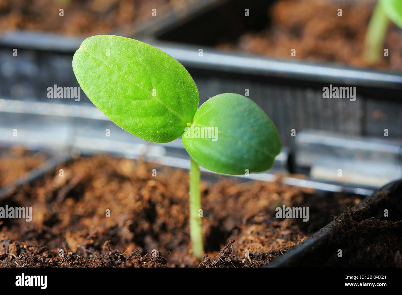 Giovane semina fresca che cresce in vasi di plastica. Coltivazione di cetrioli in serra. Cucumino giovani pianta germogliano Foto Stock