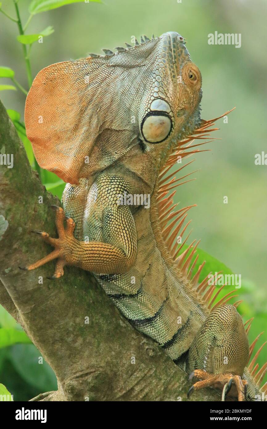 Maschio Verde Iguana (Iguana iguana) che mostra la gola deglap in esposizione territoriale. Foresta pluviale, la Selva Biological Station, Sarapiquí, Costa Rica. Foto Stock