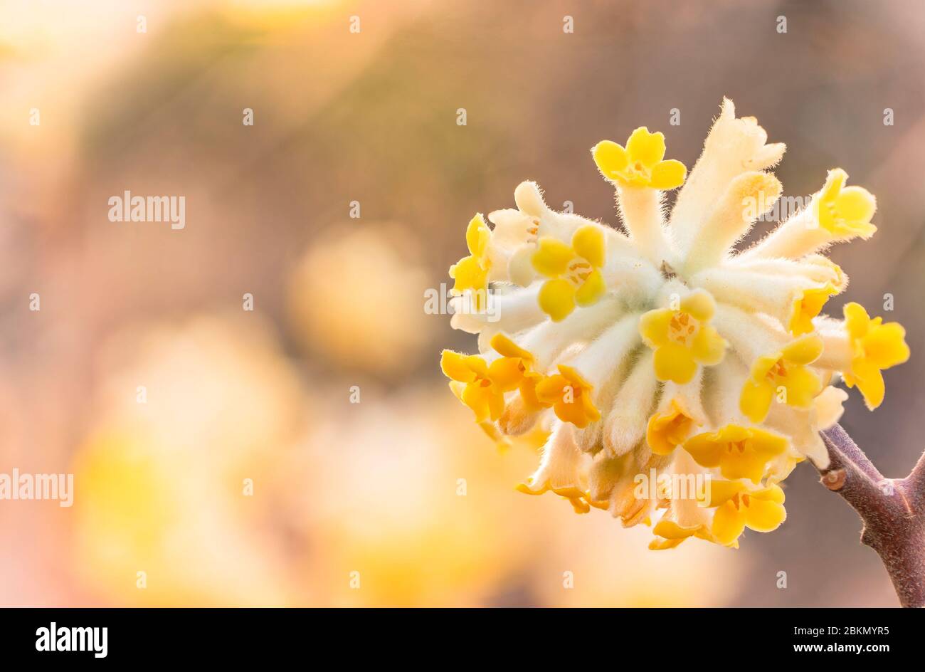 Primo piano su giallo orientale perla mitsumata fiore in fiore con sfondo bokeh. Foto Stock