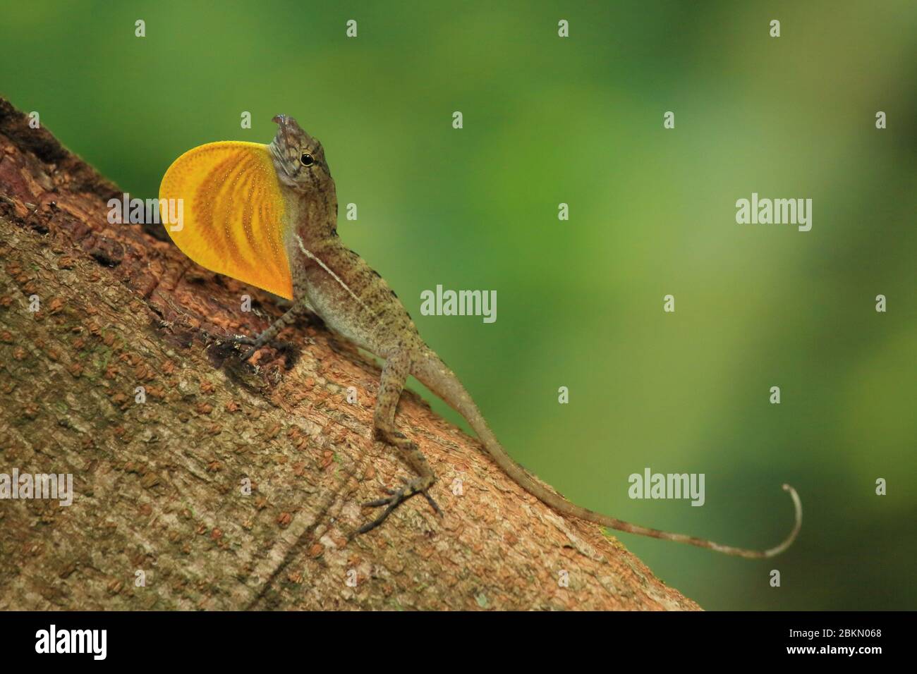 Maschio Golfo Dulce Anole (Anolis polylepis) che si estende a deglap in esposizione territoriale. Parco Nazionale del Corcovado, Osa, Costa Rica. Endemico del SW Costa Rica. Foto Stock