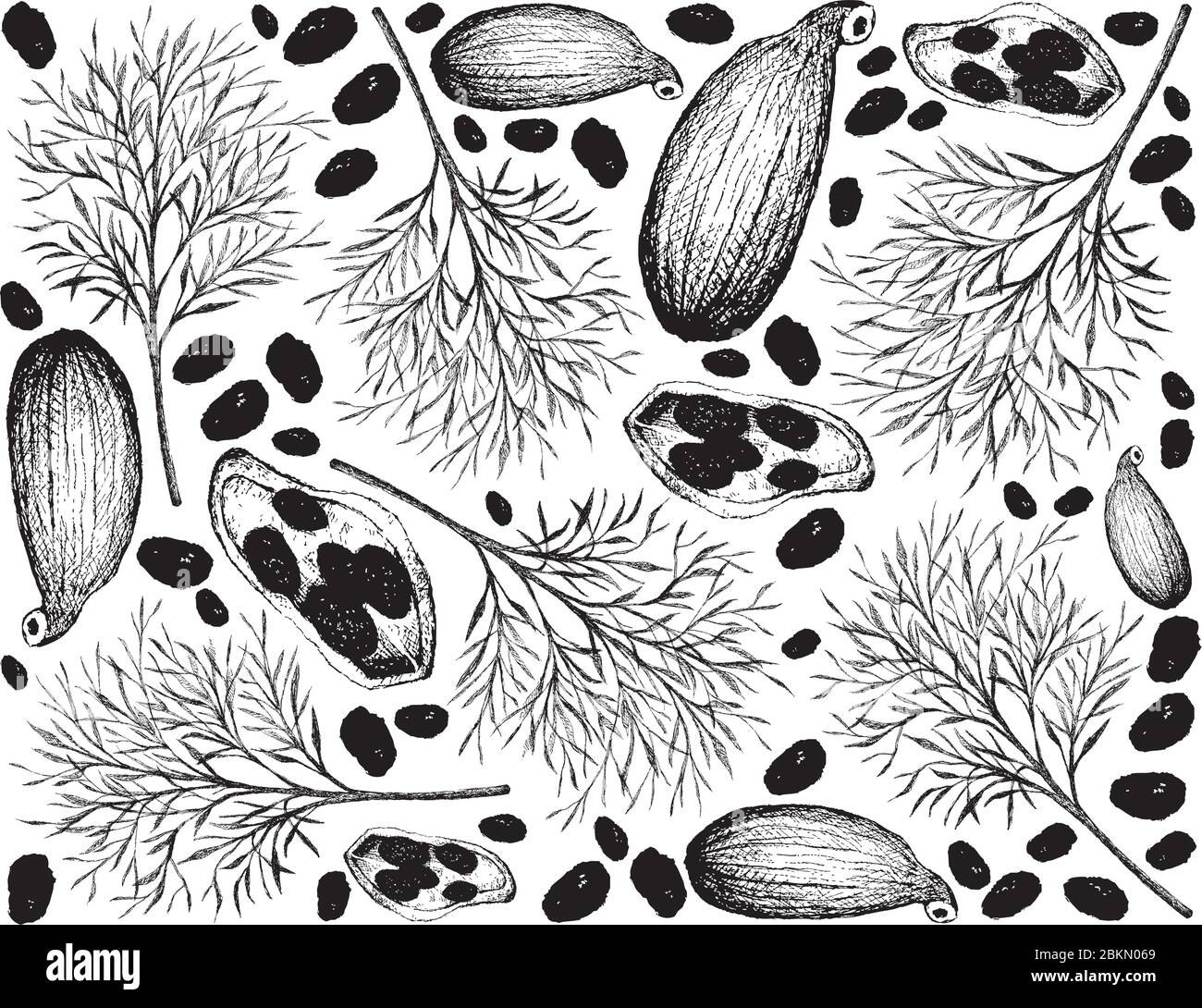 Piante di erbe, illustrazione disegnata a mano di Cardamom Pod e aneto usato per il condimento in cucina. Illustrazione Vettoriale