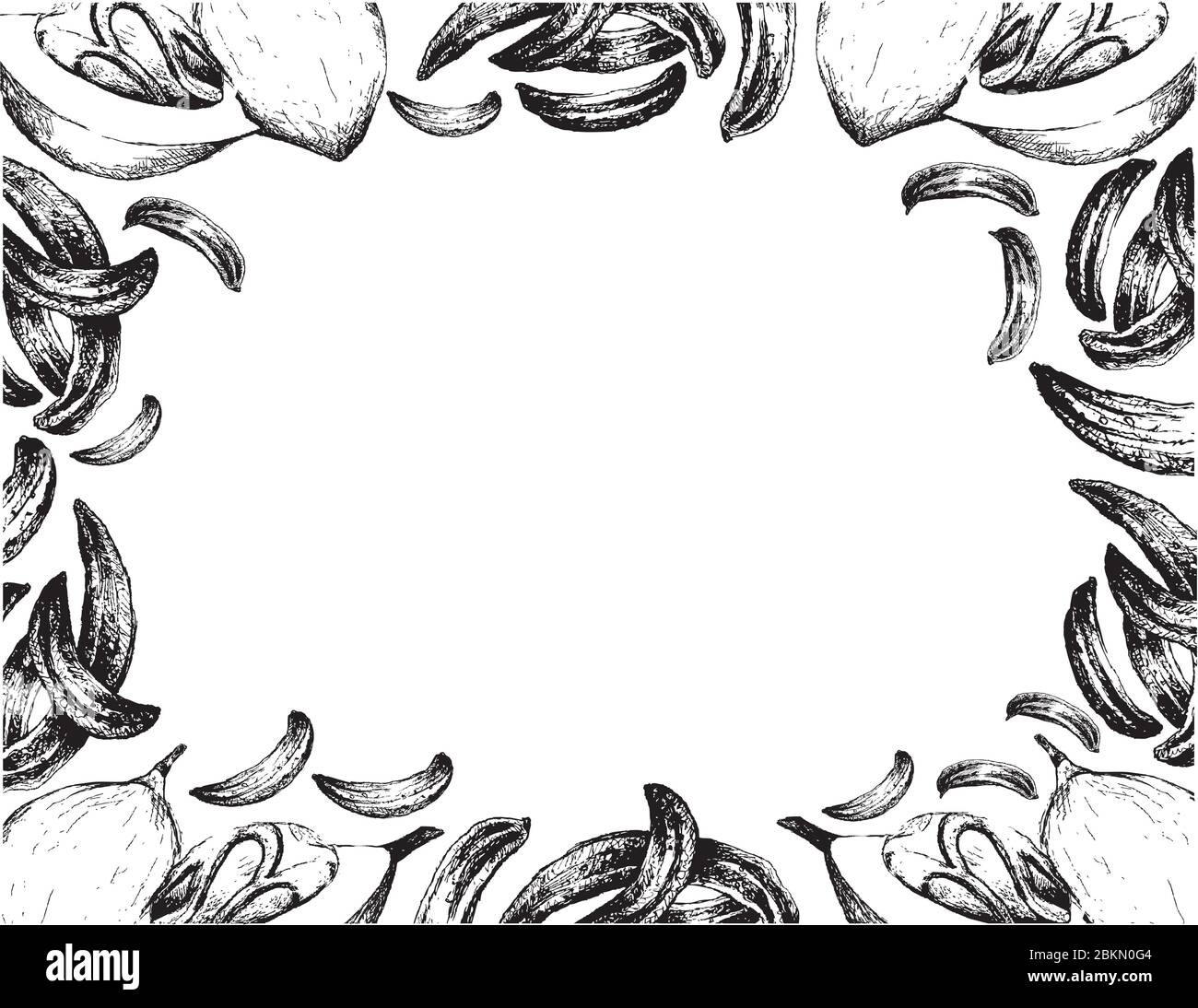 Piante di erbe, illustrazione disegnata a mano di Caraway essiccato, Fennel meridiano o Cumin persiano con cornice di frutta di fragranze di Nutmeg o Myristica, usata per mare Illustrazione Vettoriale