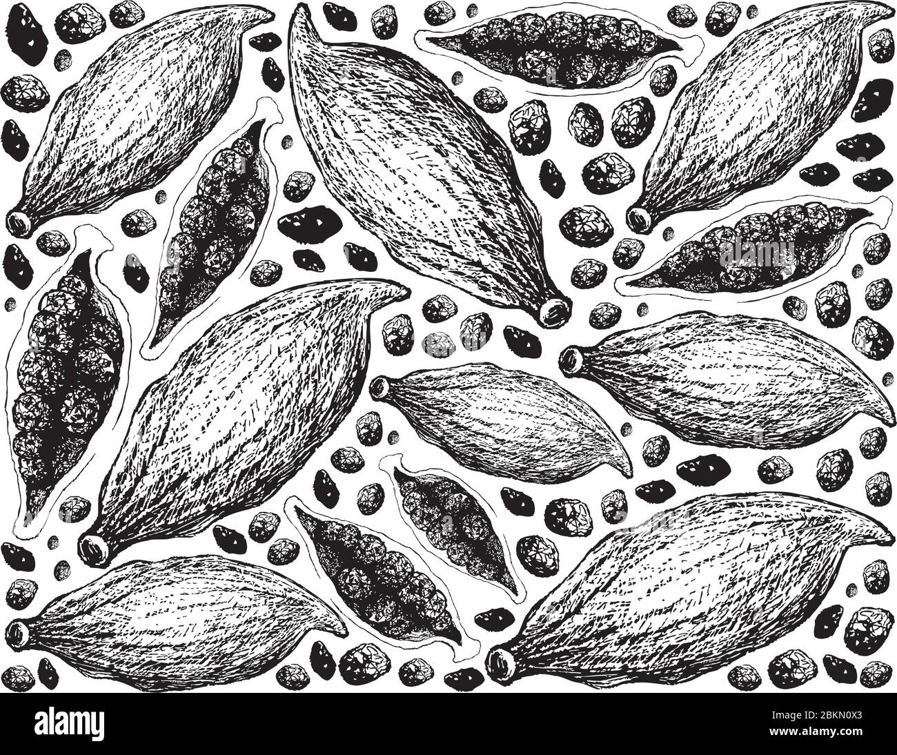 Piante di erbe, mano disegnata illustrazione sfondo di intero e metà di fresco Cardamom Pod verde usato per il condimento in cottura. Illustrazione Vettoriale