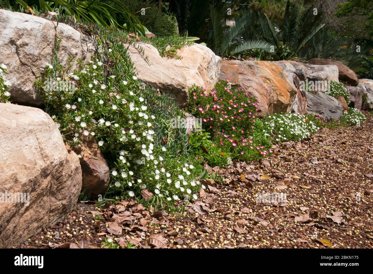 Sydney Australia, fiori di un delosperma nubigenum o ghiacciato-pianta in giardino di rockery Foto Stock