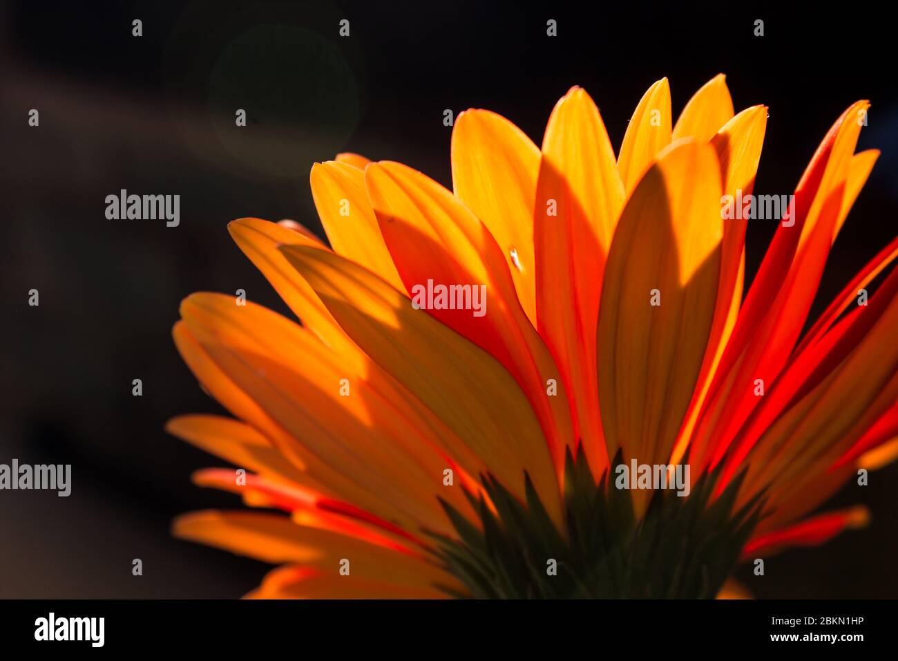 Vista posteriore di una Baberton Daisy (Gerbera Jamesoni) arancione retroilluminata con sfondo scuro Foto Stock