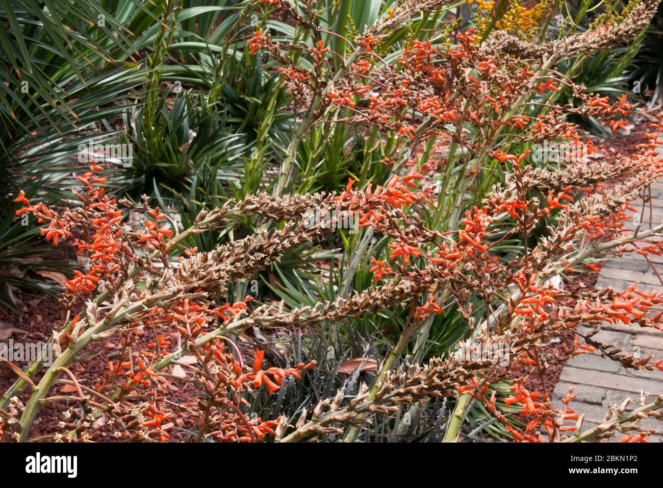 Sydney Australia, piantagione di massa di encholirioidi in fiore dyckia in giardino Foto Stock