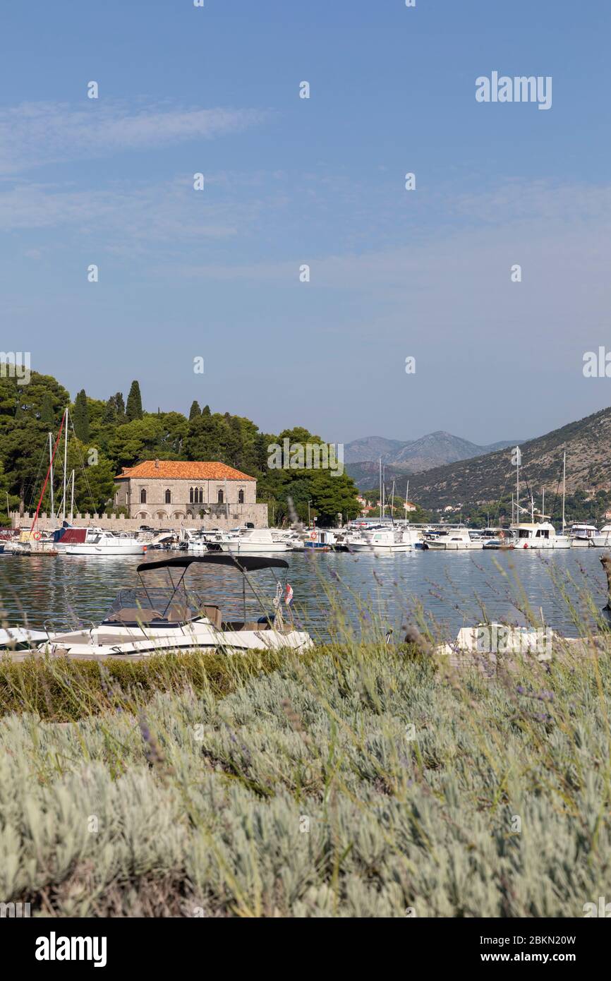 La vista del nuovo porto di Gruz con molte barche e piante di lavanda che crescono a Dubrovnik, Dalamtia, Croazia in una giornata di sole in estate e un blu Foto Stock