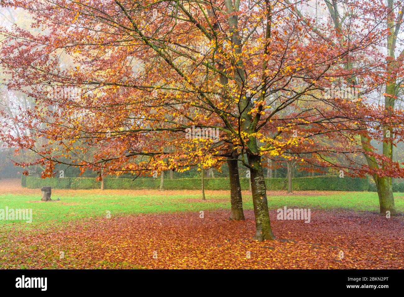 Alberi colorati nel parco. Foto Stock