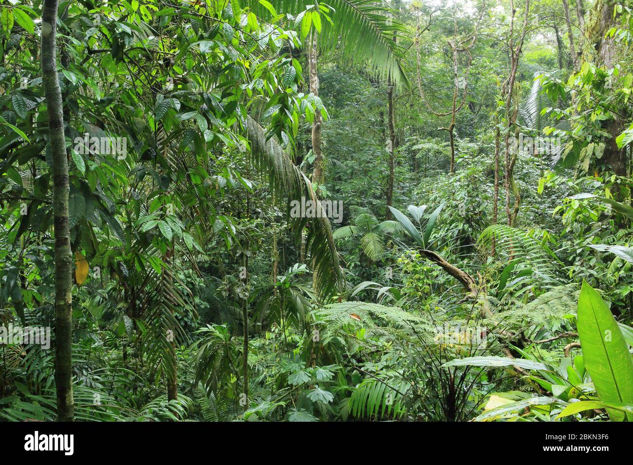 La foresta pluviale, la Selva Biological Station, Sarapiquí, Caribbean Slope, Costa Rica. Foto Stock