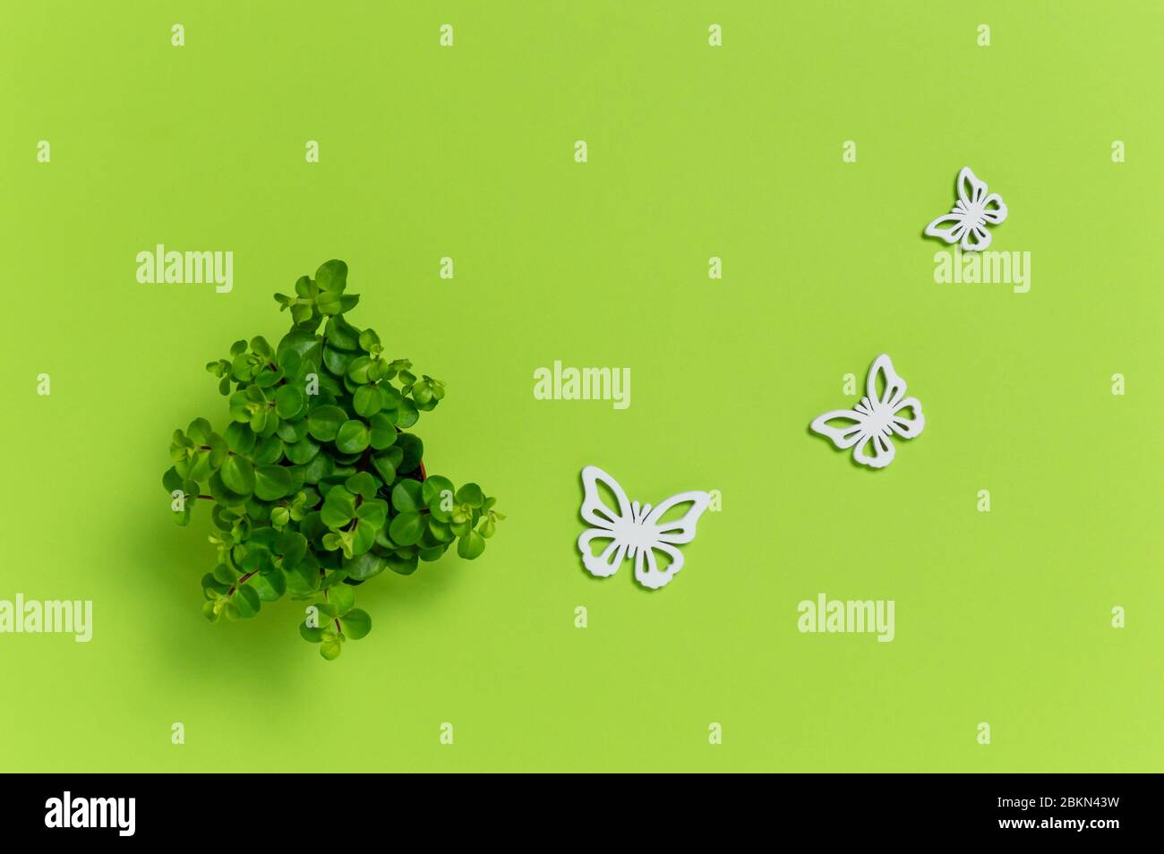 Piccola casa verde pianta e tre farfalle di legno bianco su sfondo verde. Decorazione casa carina. Concetto di ecologia con spazio di copia per il testo. Piatto l Foto Stock