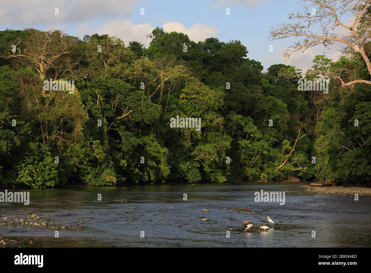 White Ibis (Eudocimus albus) alla foce del fiume Claro, vicino alla stazione di Sirena Ranger, al Parco Nazionale del Corcovado, alla Penisola dell'Osa, Costa Rica. Foto Stock