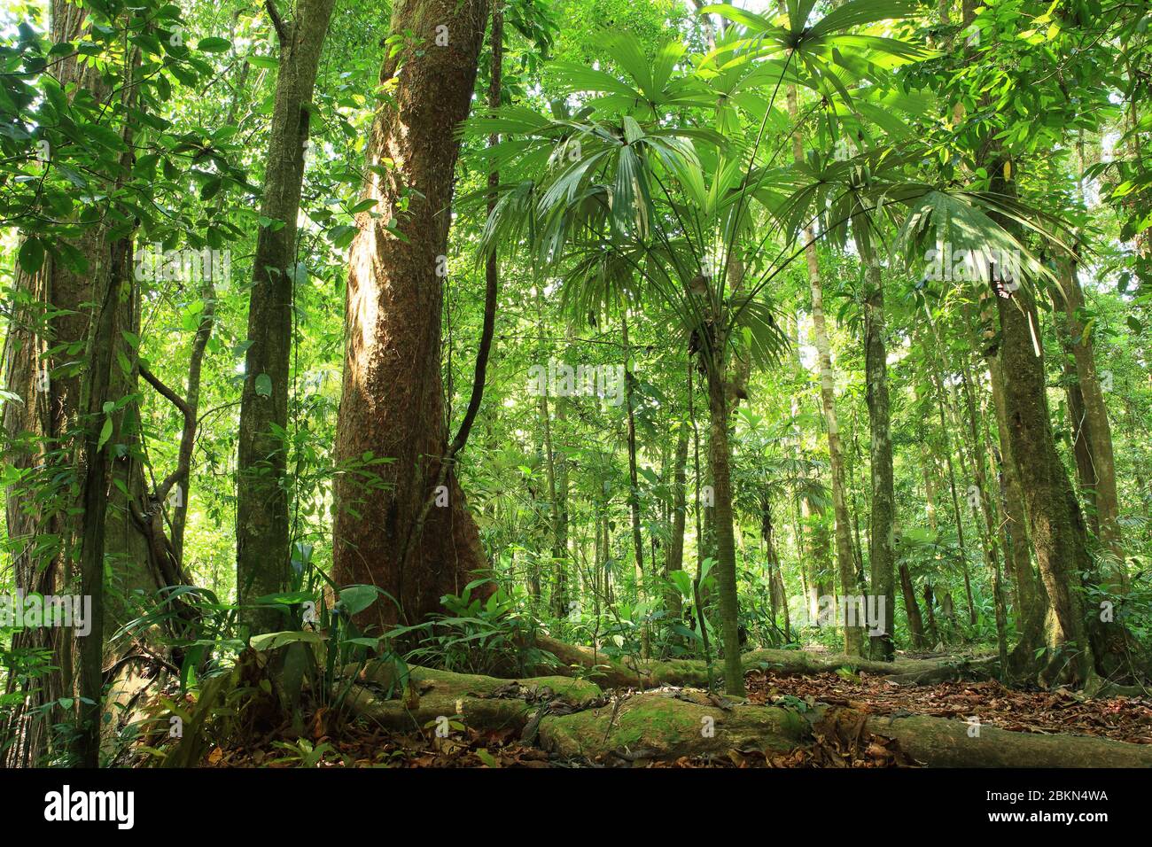 La foresta pluviale tropicale di Lowland vicino alla Stazione di Sirena Ranger, al Parco Nazionale del Corcovado, alla Penisola dell'Osa, Costa Rica. Foto Stock