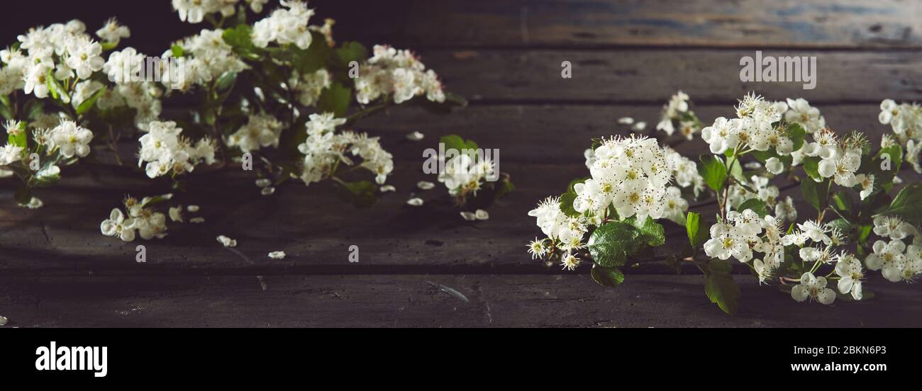 Rametti di primavera bianca e fresca fioritura con foglie verdi su sfondo di legno rustico scuro con spazio copia in una bandiera panoramica per i concetti di primavera Foto Stock