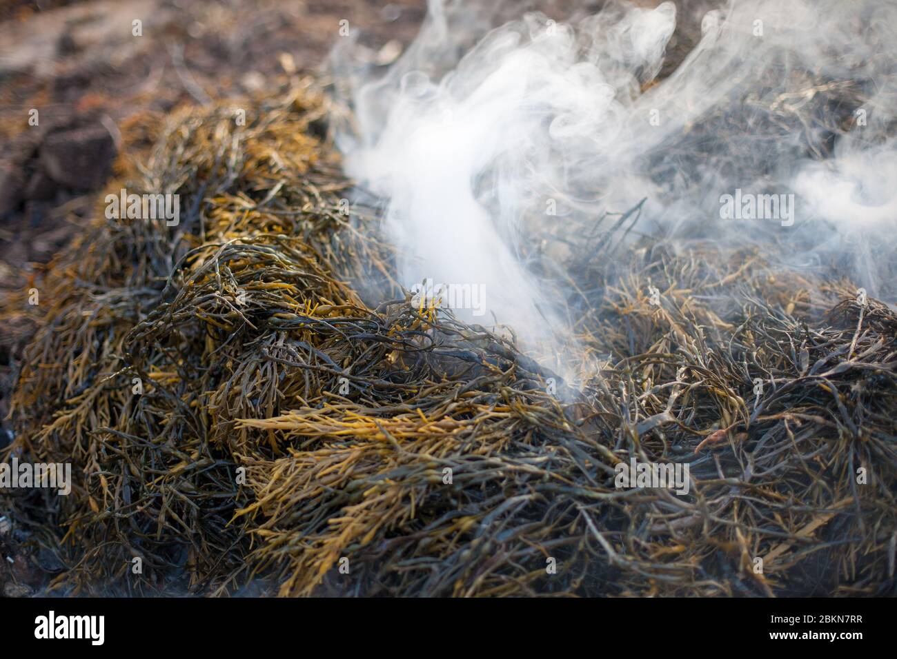 Vapore e fumo aumentano da un mucchio di alghe in preparazione per un forno di aragosta a Vinalhaven Island nel Maine, USA Foto Stock