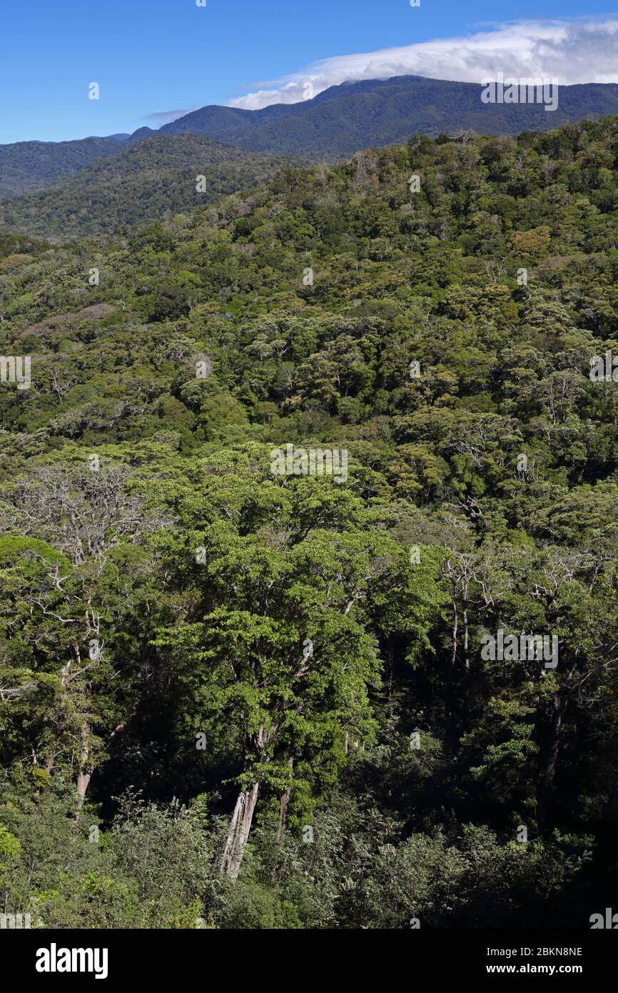 Cloudforest nel Parco Nazionale la Amistad, vicino a San Vito sulla strada per Las Tablas, Costa Rica Foto Stock