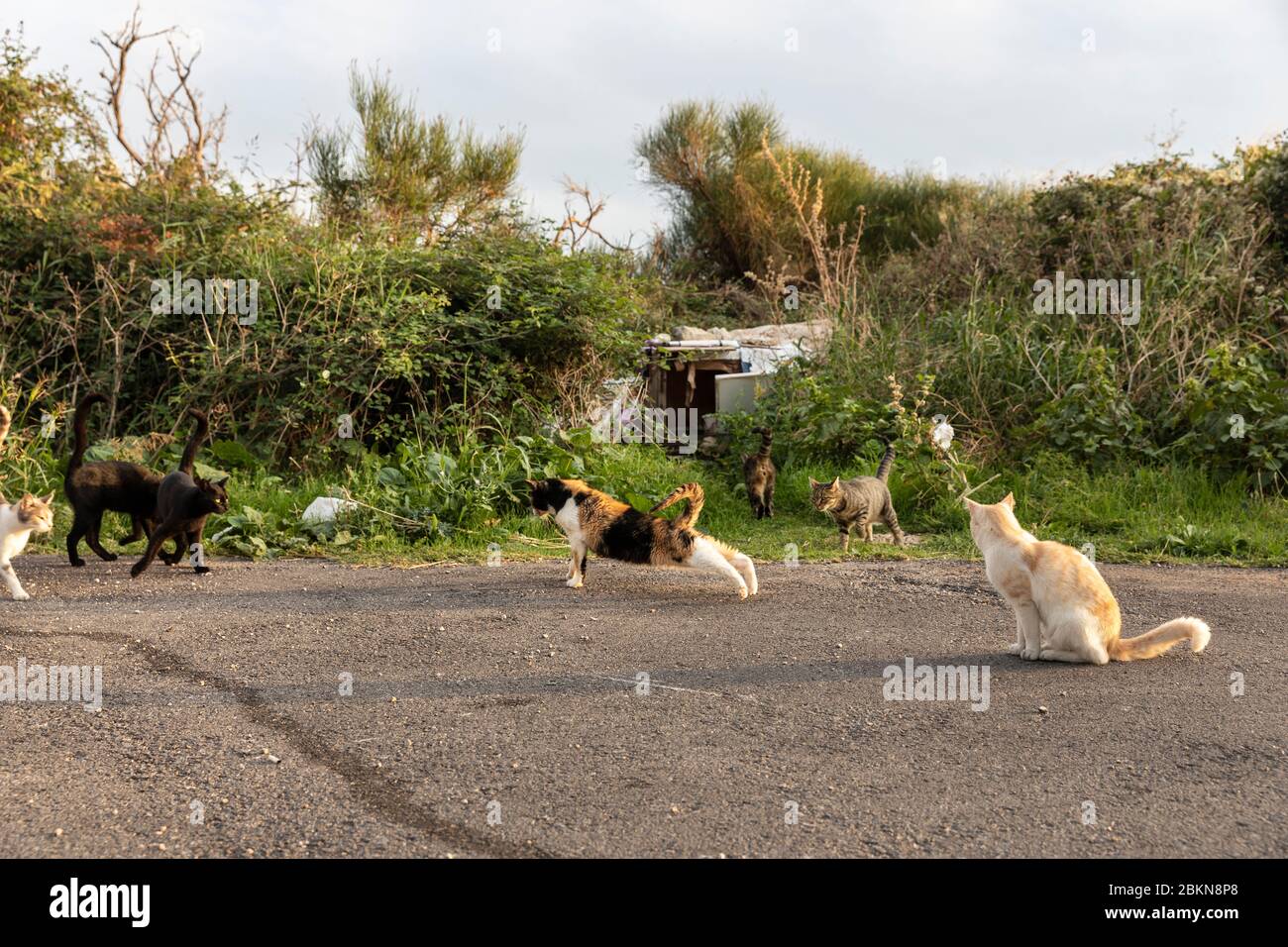 Un gruppo di gatti randagi senza casa seduti e in attesa di fronte alla loro casa, composto da scatole, fatto da volontari nel centro di Dubrovnik che anche nutrire Foto Stock