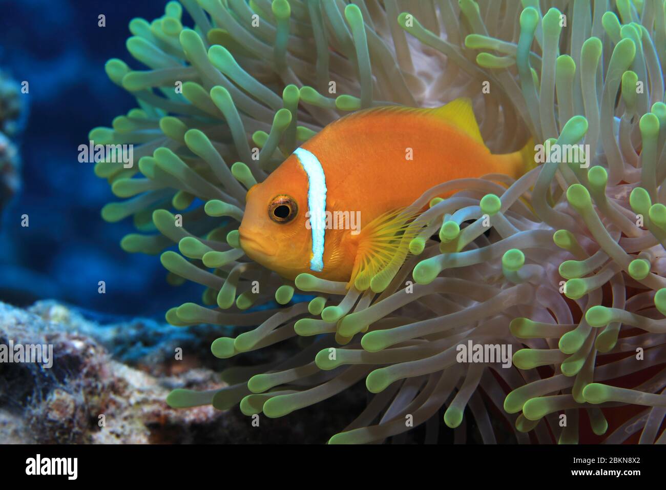 Maldive anemonefish (anemone nigripes Amphiprion) e anemone marino subacqueo nell'Oceano Indiano Foto Stock