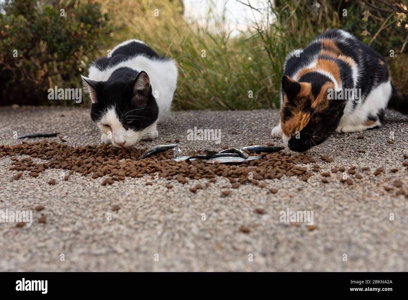 Due dei gatti randagi affamati e multicolori che mangiano cibo dato da volontari nel centro di Dubrovnik che hanno anche fatto case di cartone per loro. SURR Foto Stock