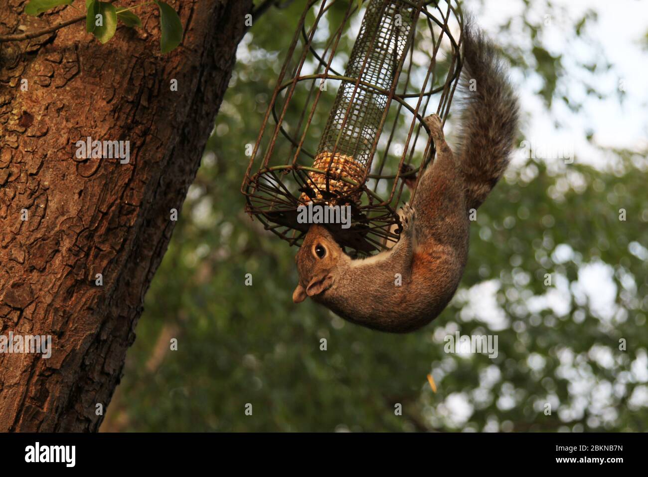 Uno scoiattolo grigio (Sciurus carolinensis) si capovolge con un alimentatore di uccelli a prova di scoiattolo appeso ad un albero in un giardino britannico Foto Stock