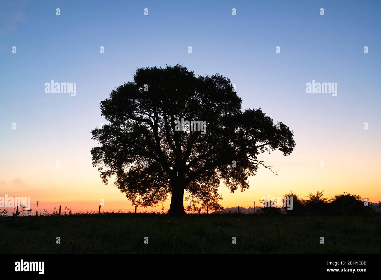 Alberi di silhouette e hedgerow all'alba nella campagna dell'oxfordshire. Oxfordshire Inghilterra Foto Stock