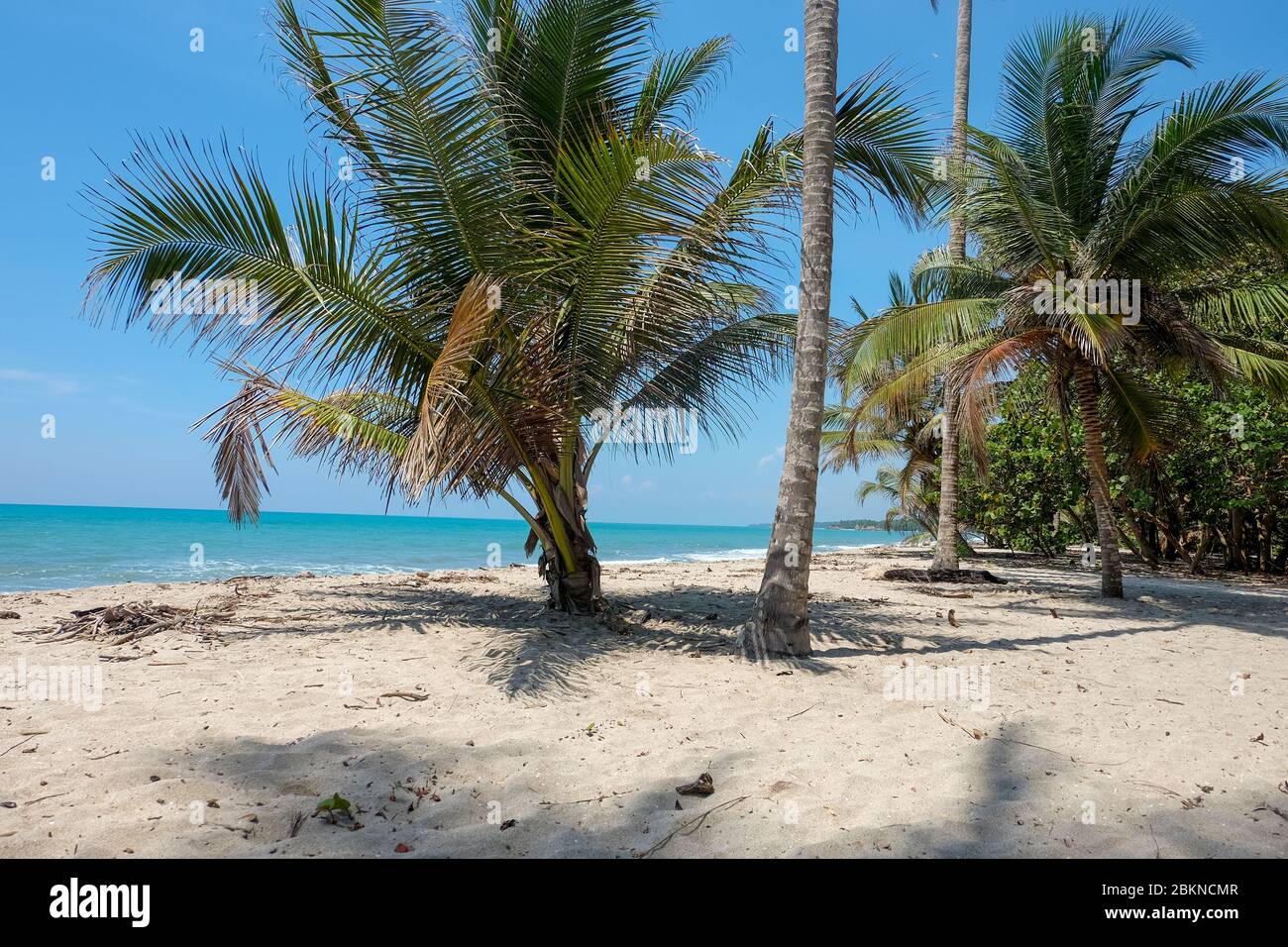 Vista sul cielo delle palme in una giornata di sole al mare Foto Stock