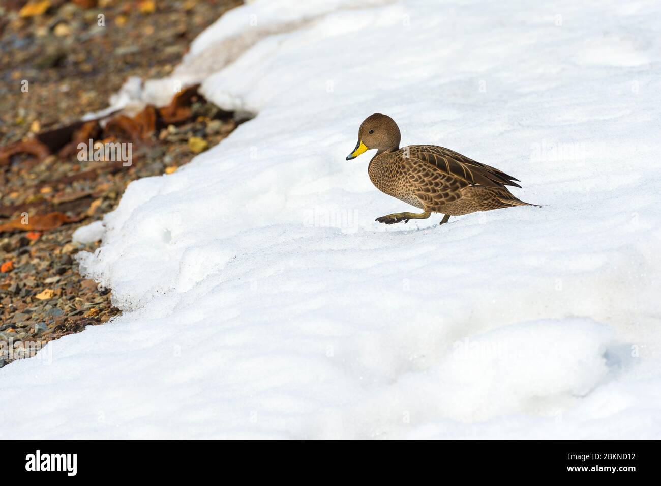 Georgia del Sud Pintail (Anas georgica georgica), King Edward Cove, Georgia del Sud, Georgia del Sud e Isole Sandwich, Antartide Foto Stock