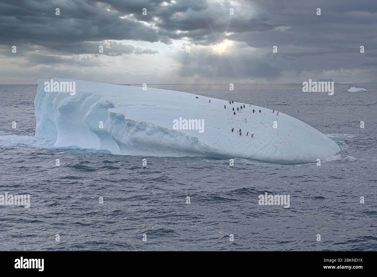 Pinguini Gentoo (Pygoscelis papua) su un iceberg galleggiante, Cooper Bay, Georgia del Sud, Georgia del Sud e Isole Sandwich, Antartide Foto Stock Pinguini Gentoo (Pygoscelis papua) su un iceberg galleggiante, Cooper Bay, Georgia del Sud, Georgia del Sud e Isole Sandwich, Antartide Foto Stock