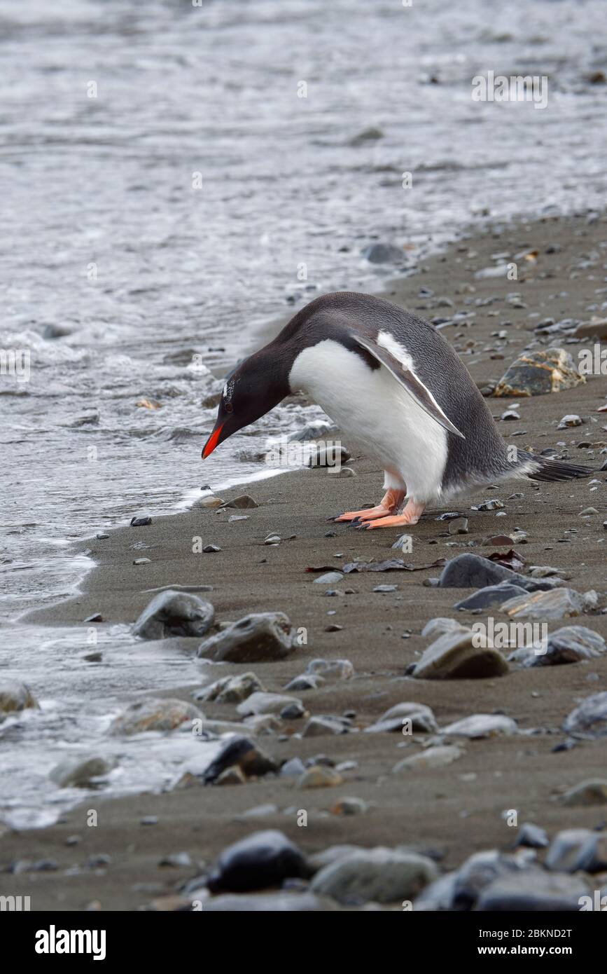 Pinguino Gentoo (Pigoscelis papua) su una spiaggia ghiaiata, Fortuna Bay, Georgia del Sud, Georgia del Sud e Isole Sandwich, Antartide Foto Stock Pinguino Gentoo (Pigoscelis papua) su una spiaggia ghiaiata, Fortuna Bay, Georgia del Sud, Georgia del Sud e Isole Sandwich, Antartide Foto Stock