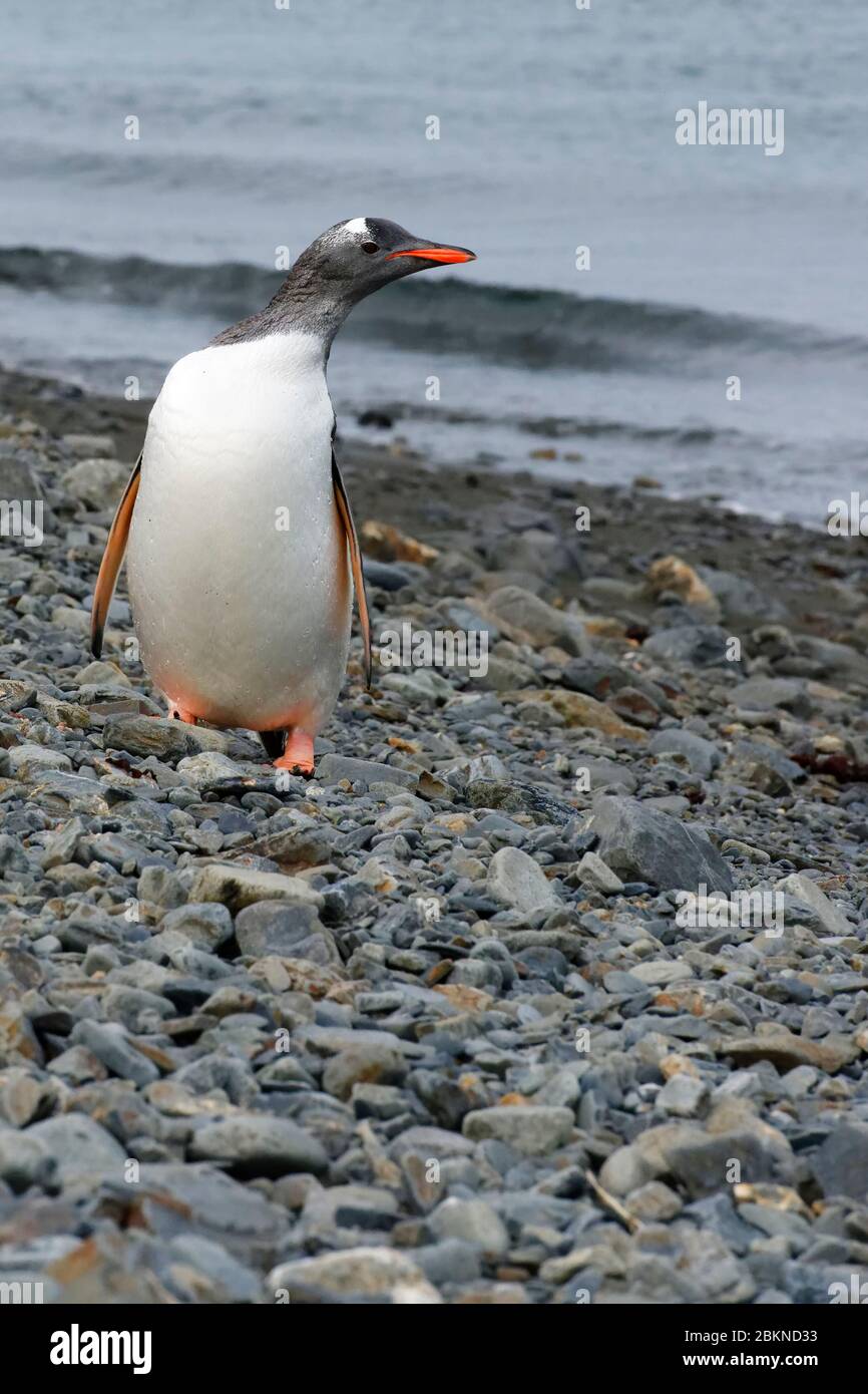 Pinguino Gentoo (Pigoscelis papua) su una spiaggia ghiaiata, Fortuna Bay, Georgia del Sud, Georgia del Sud e Isole Sandwich, Antartide Foto Stock Pinguino Gentoo (Pigoscelis papua) su una spiaggia ghiaiata, Fortuna Bay, Georgia del Sud, Georgia del Sud e Isole Sandwich, Antartide Foto Stock