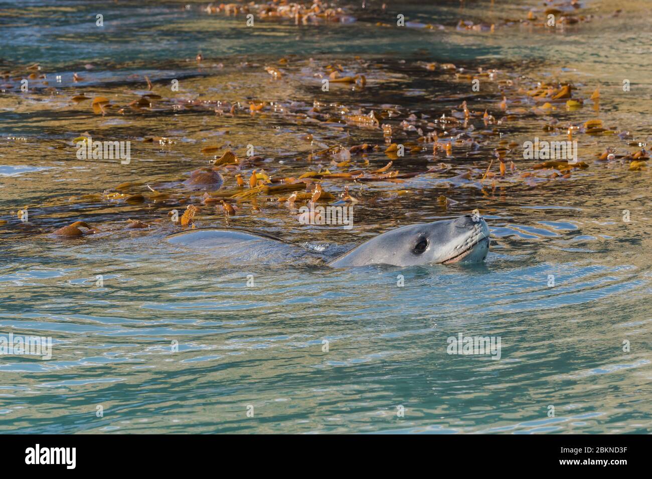 Leopardo foca (Hydrurga leptonyx) nuoto tra erba kelp, Gold Harbour, Georgia del Sud, Georgia del Sud e le isole Sandwich, Antartide Foto Stock Leopardo foca (Hydrurga leptonyx) nuoto tra erba kelp, Gold Harbour, Georgia del Sud, Georgia del Sud e le isole Sandwich, Antartide Foto Stock
