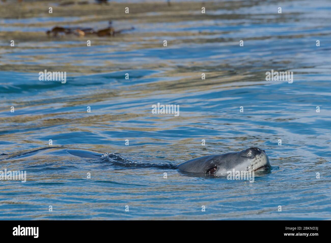 Leopardo foca (Hydrurga leptonyx) nuoto tra erba kelp, Gold Harbour, Georgia del Sud, Georgia del Sud e le isole Sandwich, Antartide Foto Stock Leopardo foca (Hydrurga leptonyx) nuoto tra erba kelp, Gold Harbour, Georgia del Sud, Georgia del Sud e le isole Sandwich, Antartide Foto Stock
