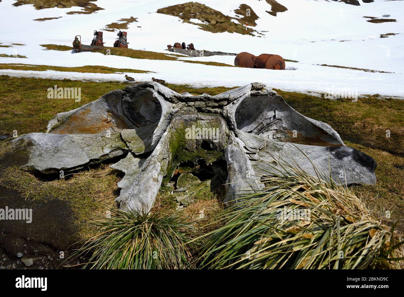 Vertebra delle balene, ex stazione di caccia alle balene Grytviken, King Edward Cove, Georgia del Sud, Georgia del Sud e Isole Sandwich, Antartide Foto Stock