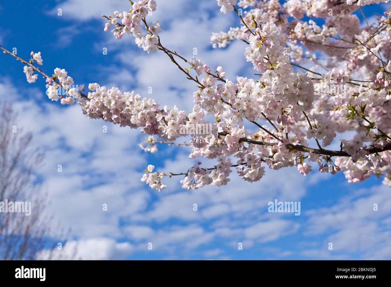 Bella rosa pallido ornamentale ciliegia fiorisce contro il cielo blu a Vancouver Canada. Foto Stock
