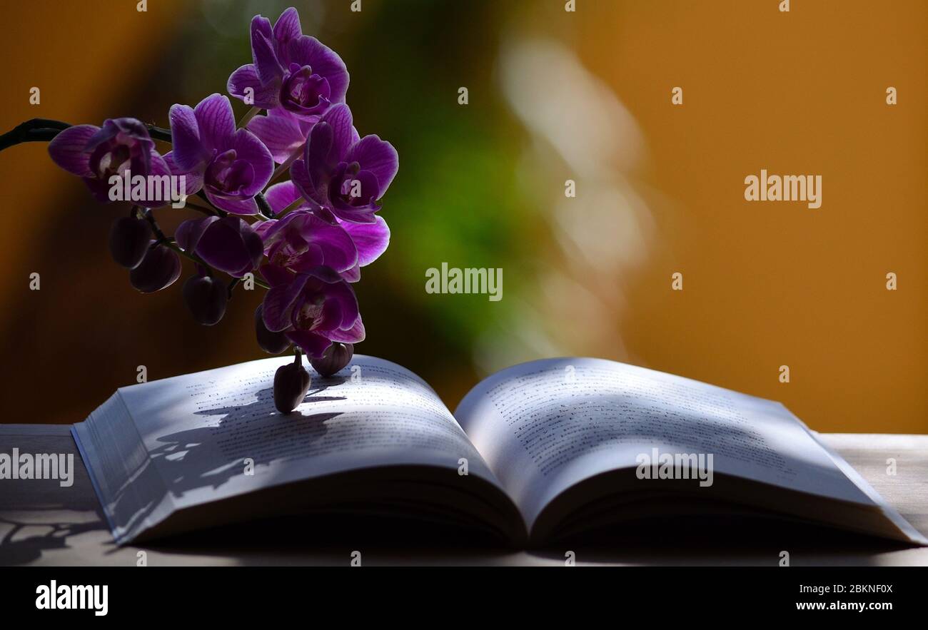 Composizione fotografica con libro aperto e splendidi fiori di orchidee, illuminazione naturale Foto Stock