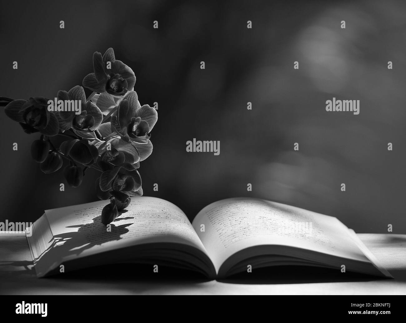 Composizione fotografica in bianco e nero, libro aperto e orchidea, con illuminazione naturale Foto Stock