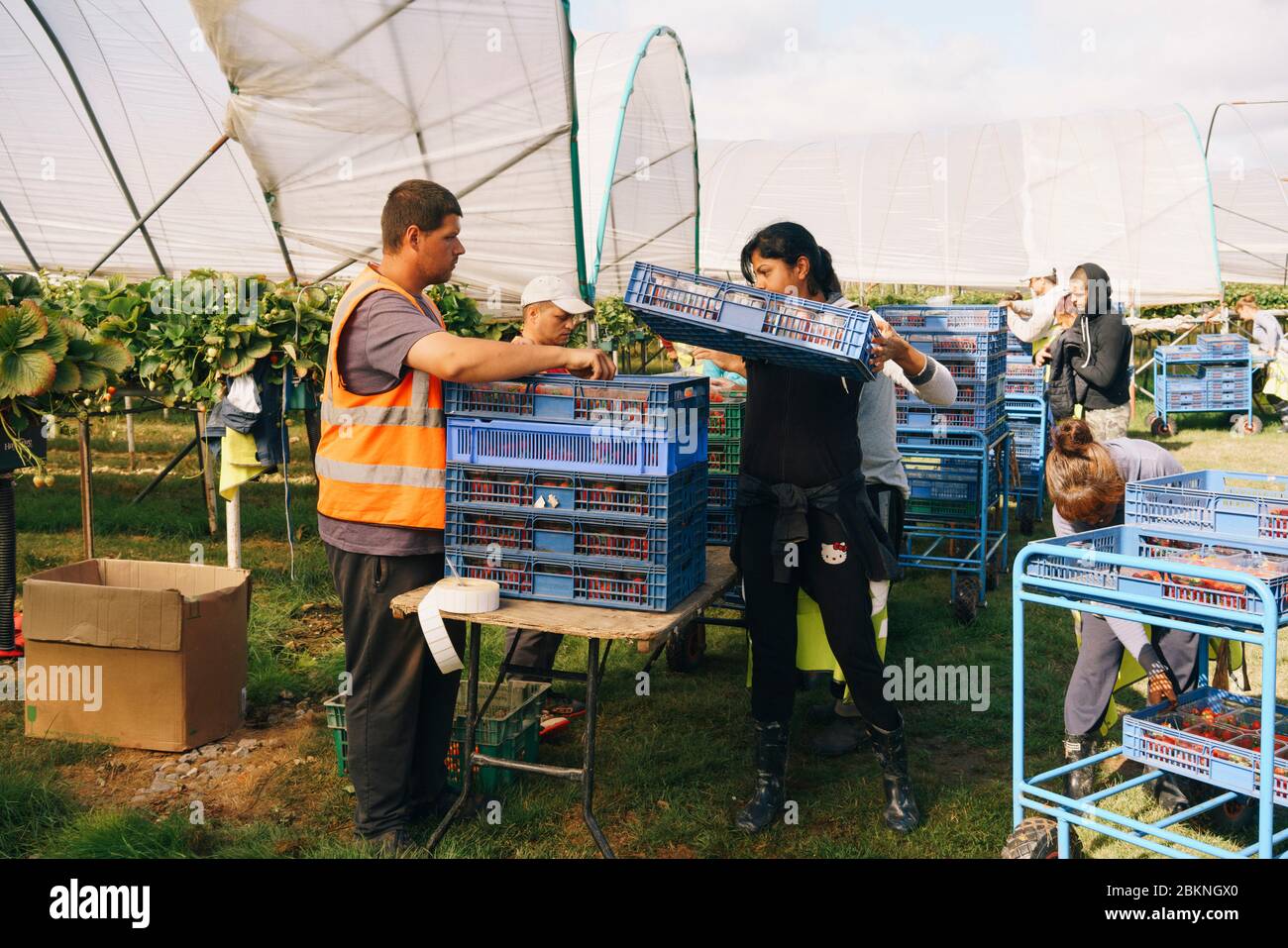 I lavoratori migranti europei raccolono fragole in una grande fattoria commerciale, che rifornisce i supermercati britannici. Foto Stock