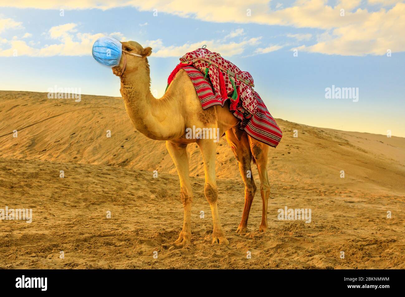 COVID-19 infezioni negli animali. Cammello su dune di sabbia del deserto con maschera chirurgica al tramonto. Concetto di influenza delle infezioni da animali domestici e coronavirus Foto Stock